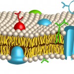 cell membrane_356996297